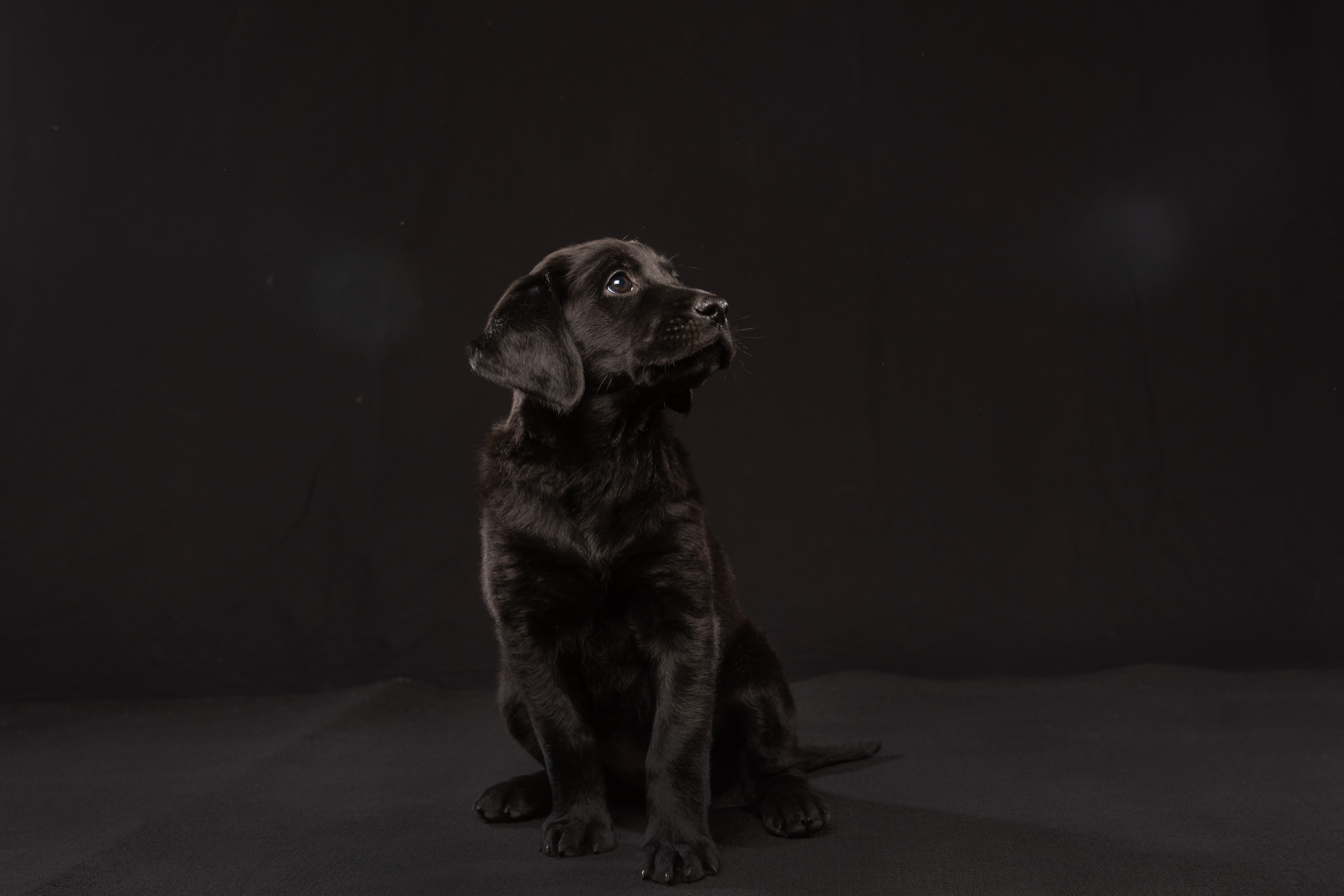 pet1
