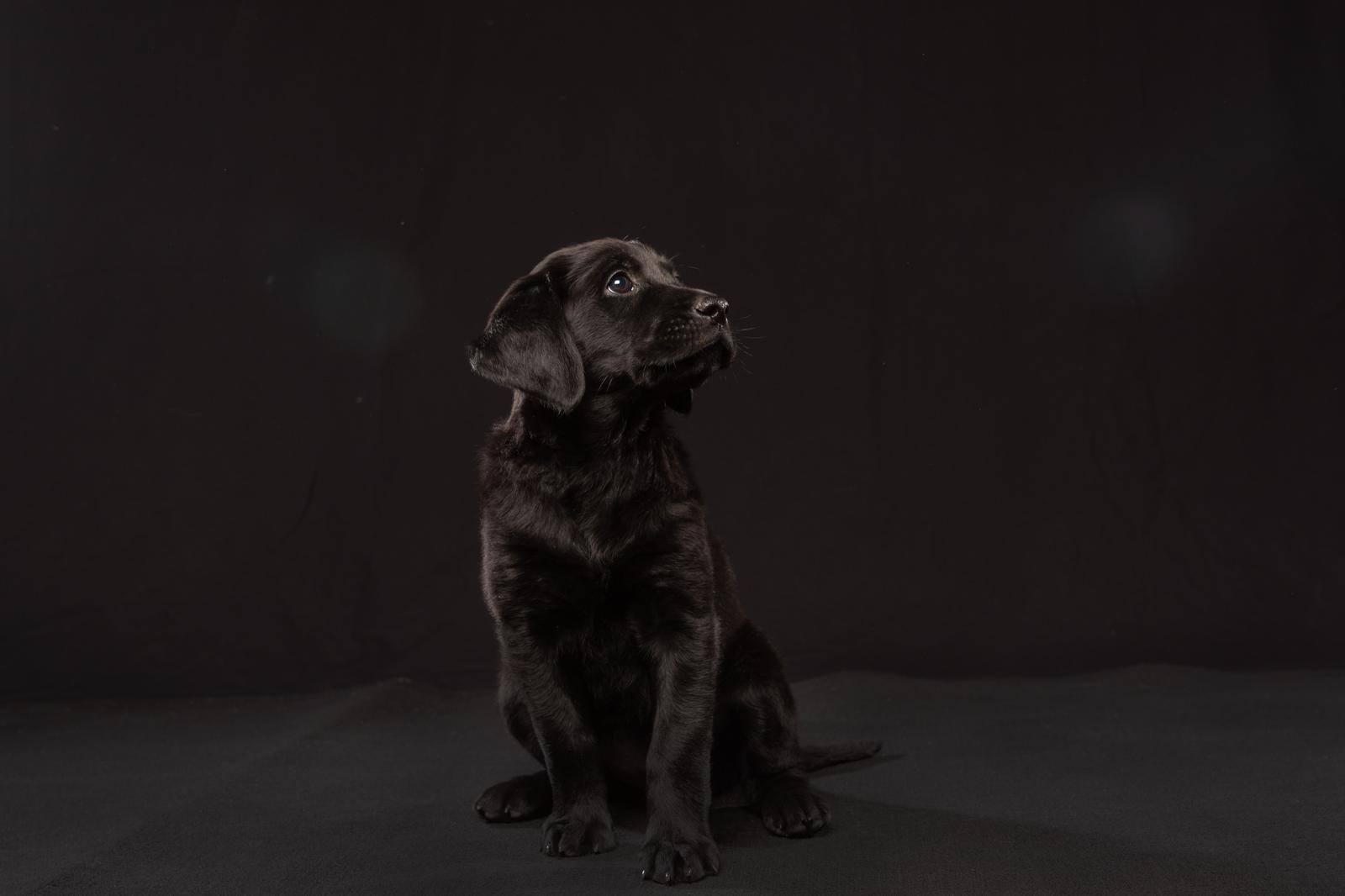 pet