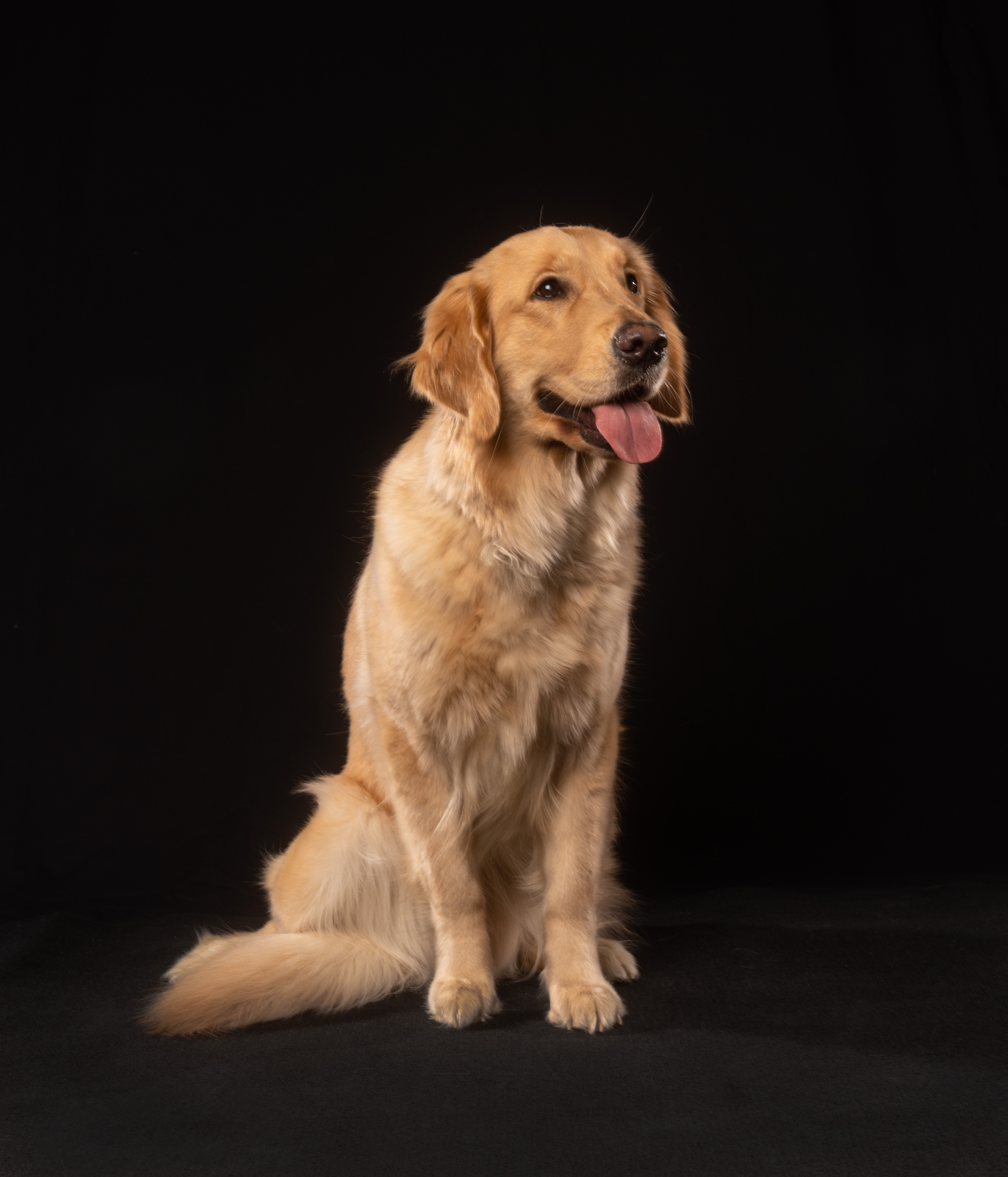 pet2