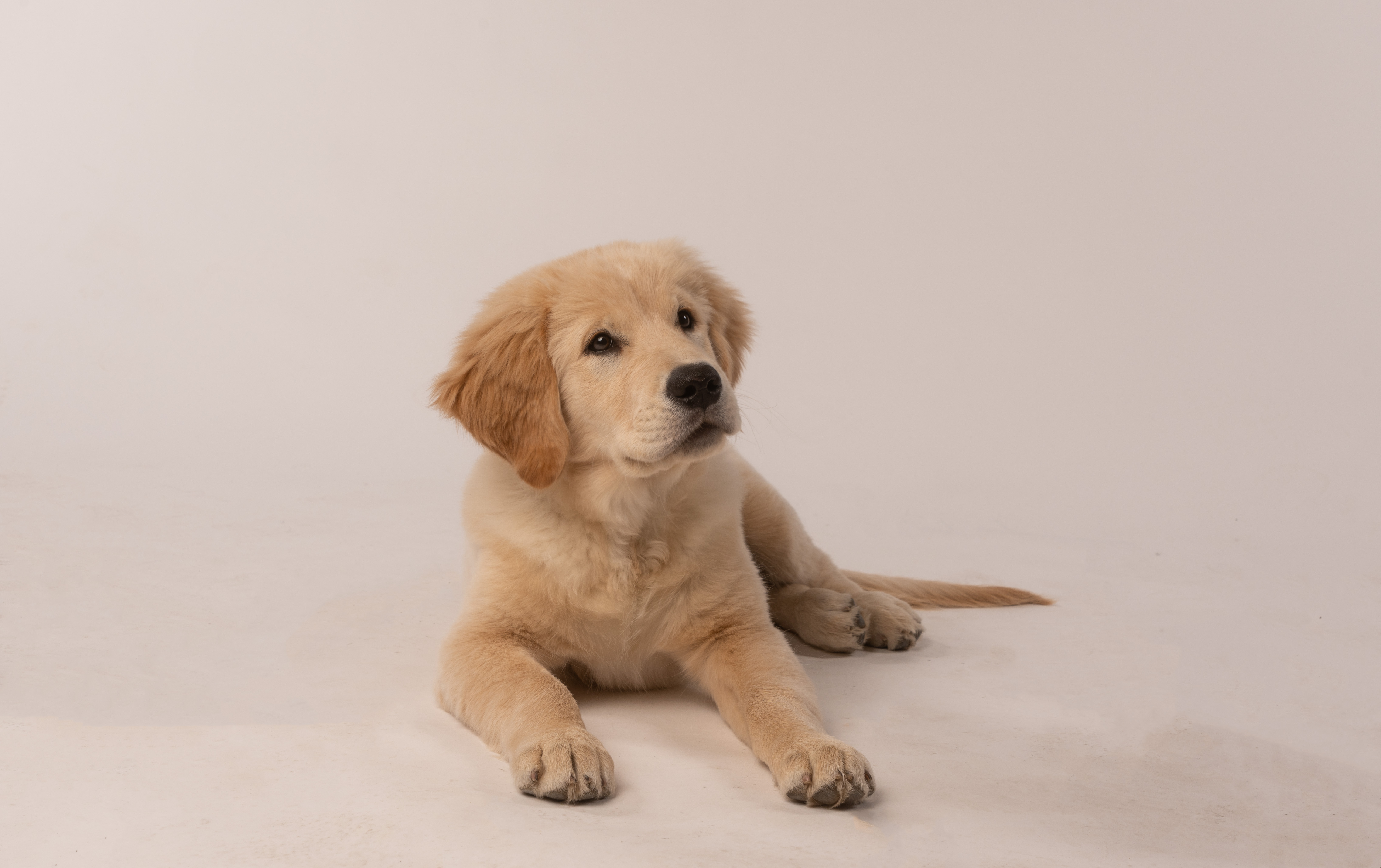 pet3