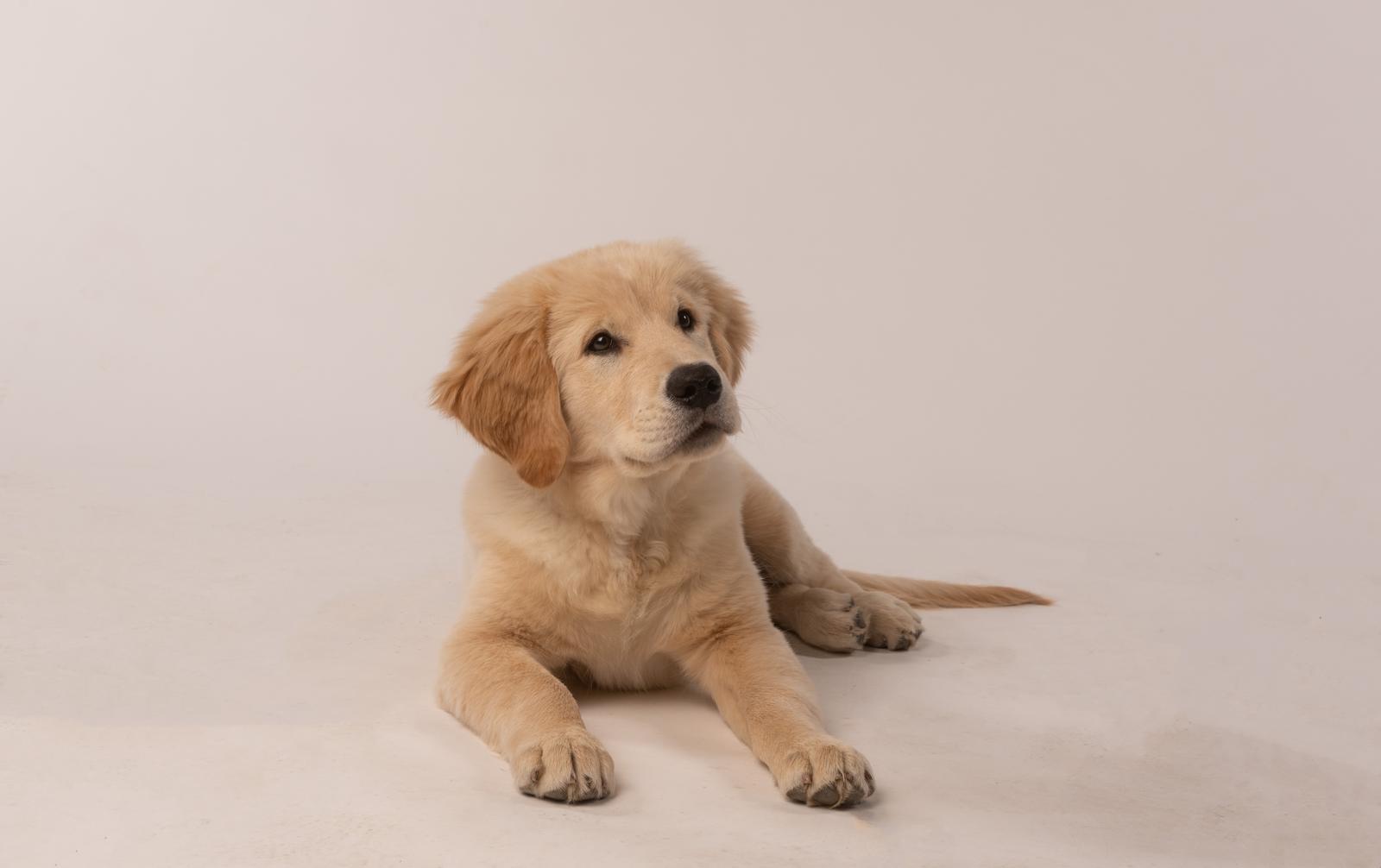 pet